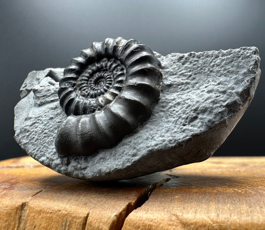 Gagaticeras Ammonite fossil with box and stand - Whitby, North Yorkshire Jurassic Coast Yorkshire Fossils