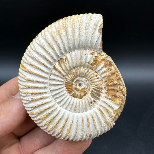 Dichotomosphinctes Ammonite Fossil With Box And Stand - Middle Jurassic Ammonite Madagascar