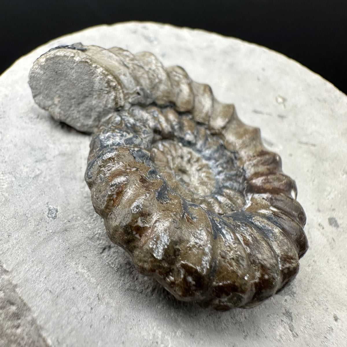 Androgynoceras maculatum ammonite fossil with box and stand - Whitby, North Yorkshire Jurassic Coast Yorkshire Fossils