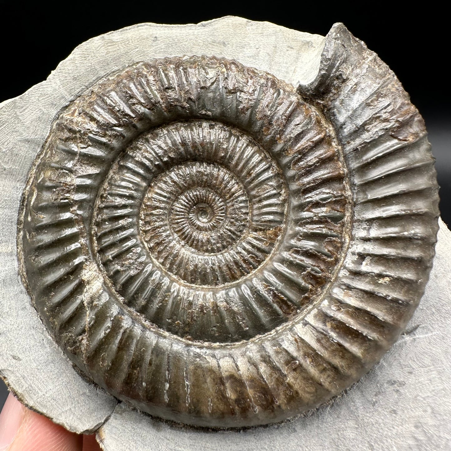 Dactylioceras Ammonite Fossil With Box And Stand - Whitby, North Yorkshire Jurassic Coast Yorkshire Fossils