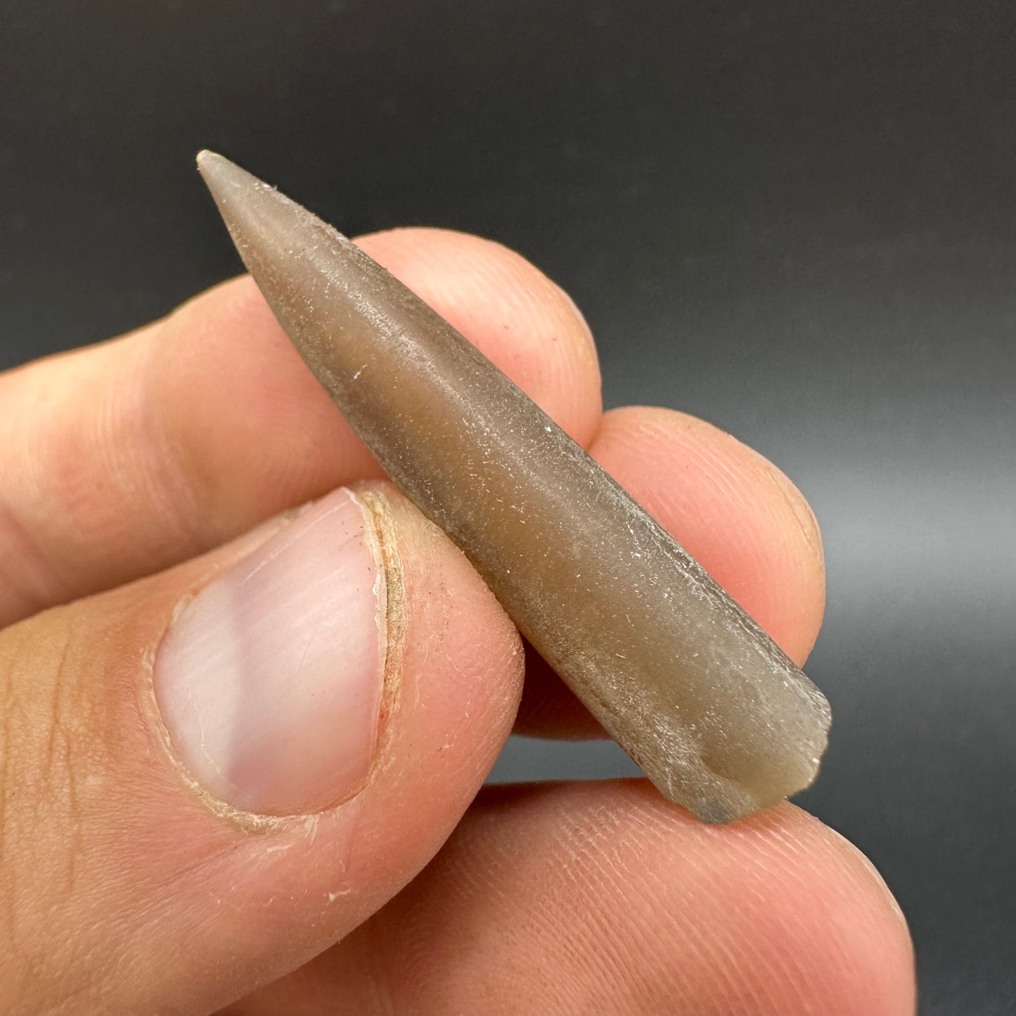 Belemnite (Fossil Squid) shell fossil - Whitby, North Yorkshire Jurassic Coast Yorkshire Fossils