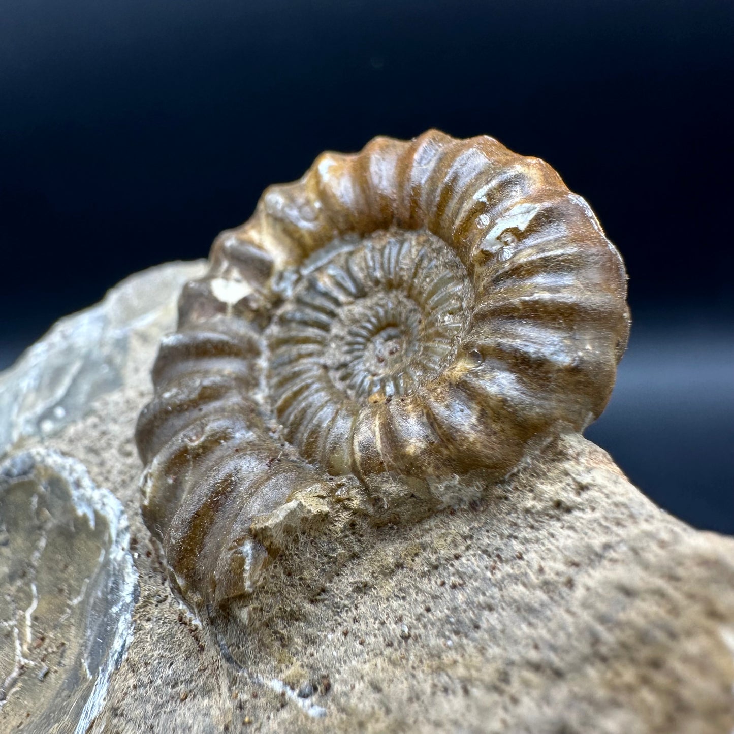 Androgynoceras Capricornus ammonite fossil with box and stand - Whitby, North Yorkshire Jurassic Coast Yorkshire Fossils