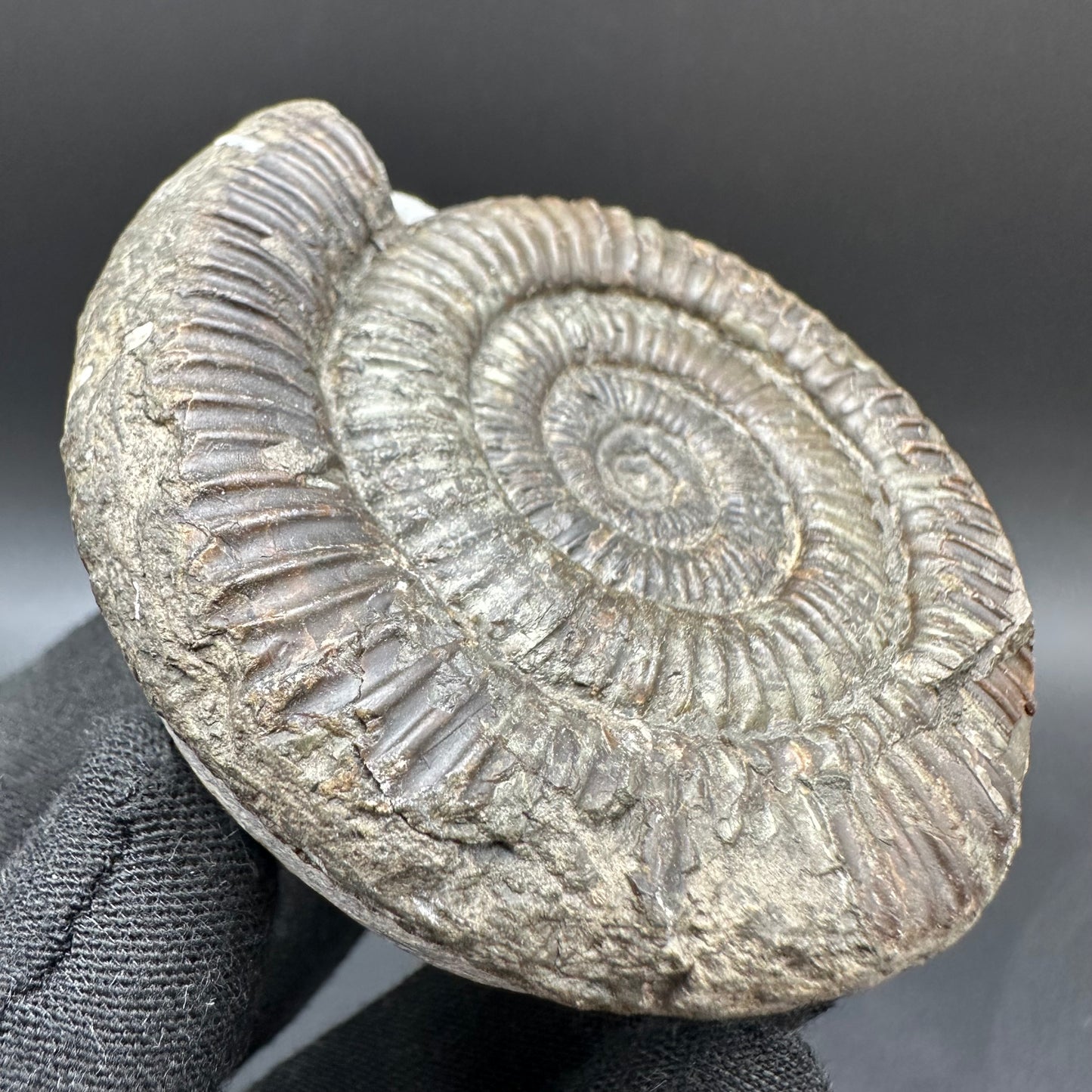 Dactylioceras Ammonite Fossil With Box And Stand - Whitby, North Yorkshire Jurassic Coast Yorkshire Fossils