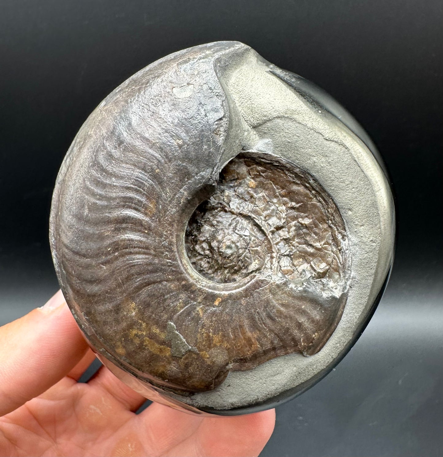 Golden Egg (GENUINE) Ammonite Fossil With Stand - Whitby, North Yorkshire Jurassic Coast Yorkshire Fossils