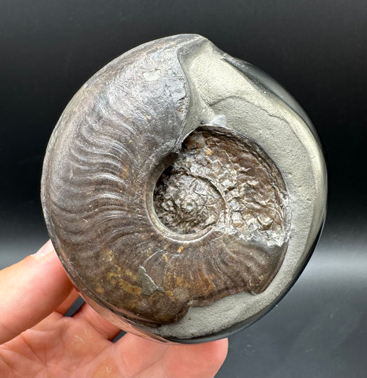 Golden Egg (GENUINE) Ammonite Fossil With Stand - Whitby, North Yorkshire Jurassic Coast Yorkshire Fossils
