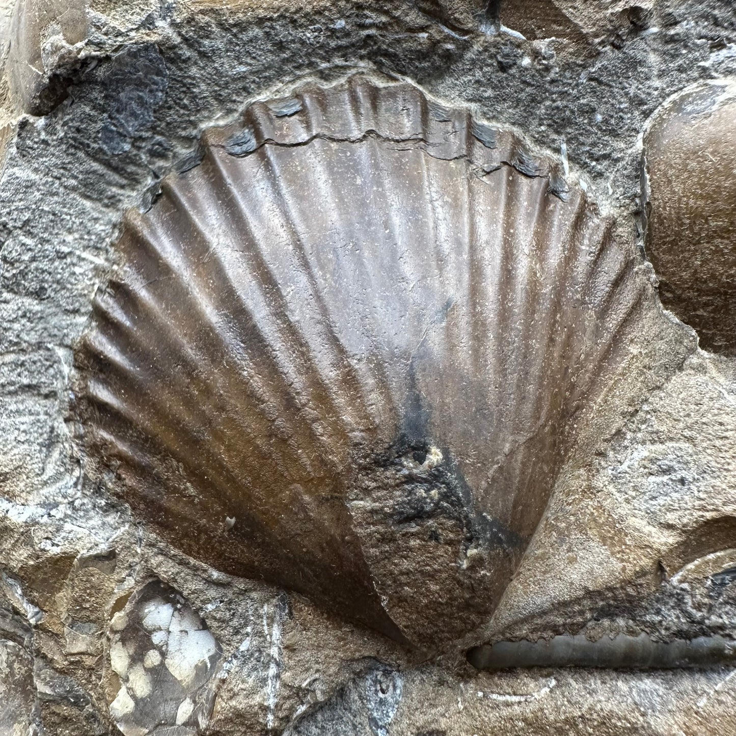 Shell fossil with stand - Whitby, North Yorkshire, Jurassic Coast, Yorkshire Fossils