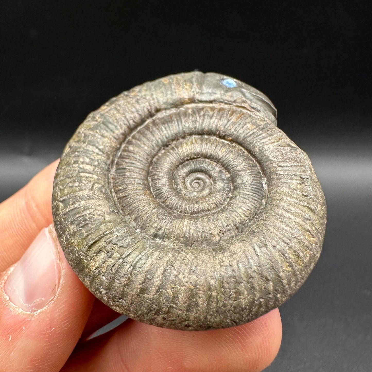 Snakestone Ammonite Fossil With Bag/Box And Stand - Whitby, North Yorkshire Jurassic Coast Yorkshire Fossils