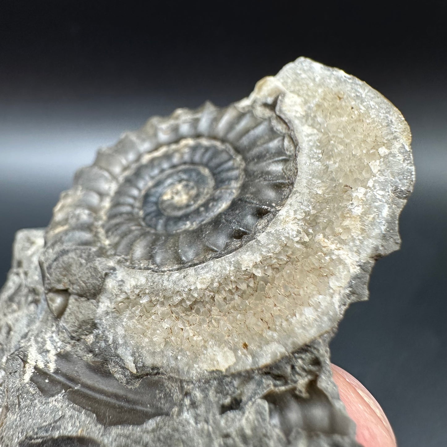 Arnioceras ammonite shell fossil with box and stand - Whitby, North Yorkshire Jurassic Coast Yorkshire Fossils