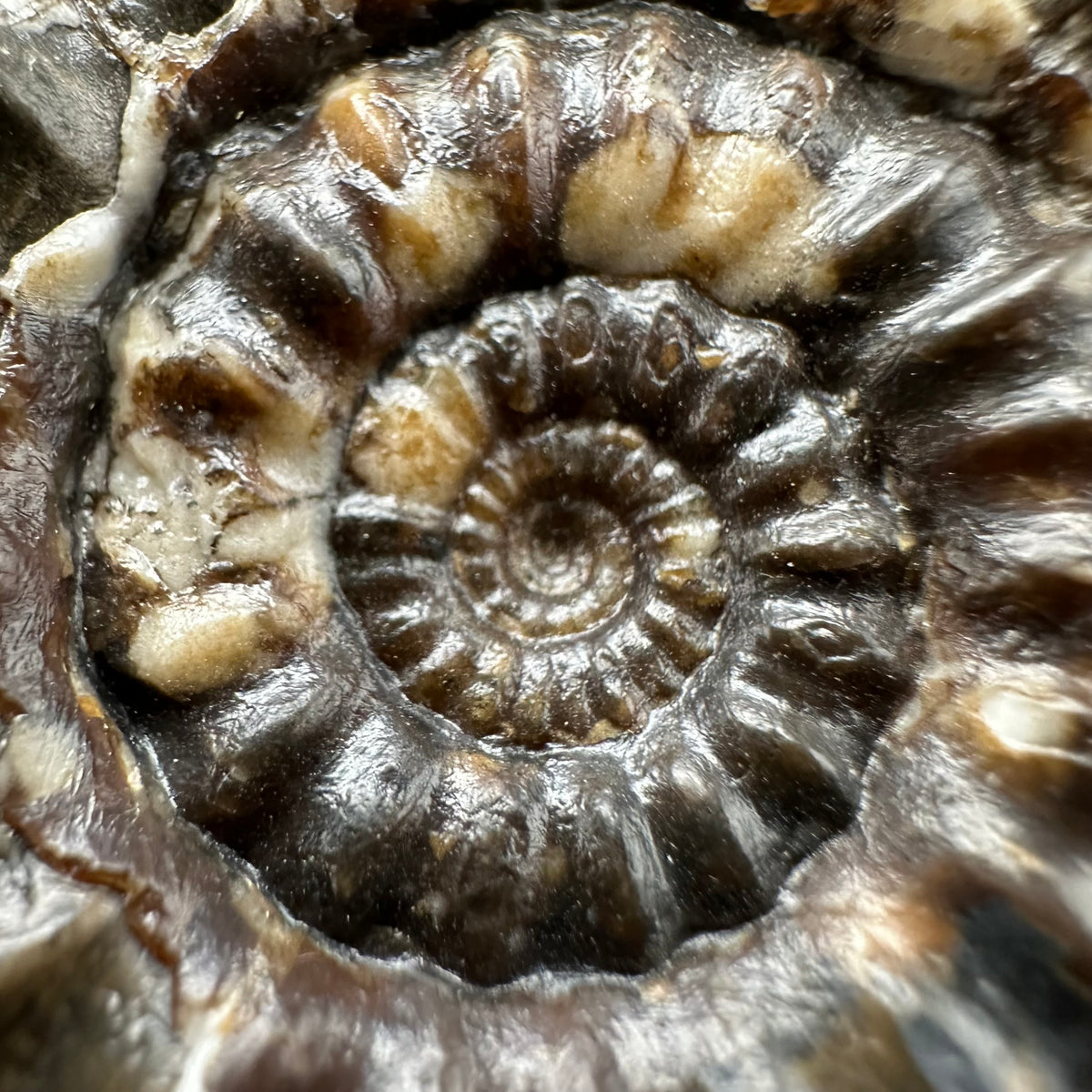 Androgynoceras maculatum ammonite fossil with box and stand - Whitby, North Yorkshire Jurassic Coast Yorkshire Fossils
