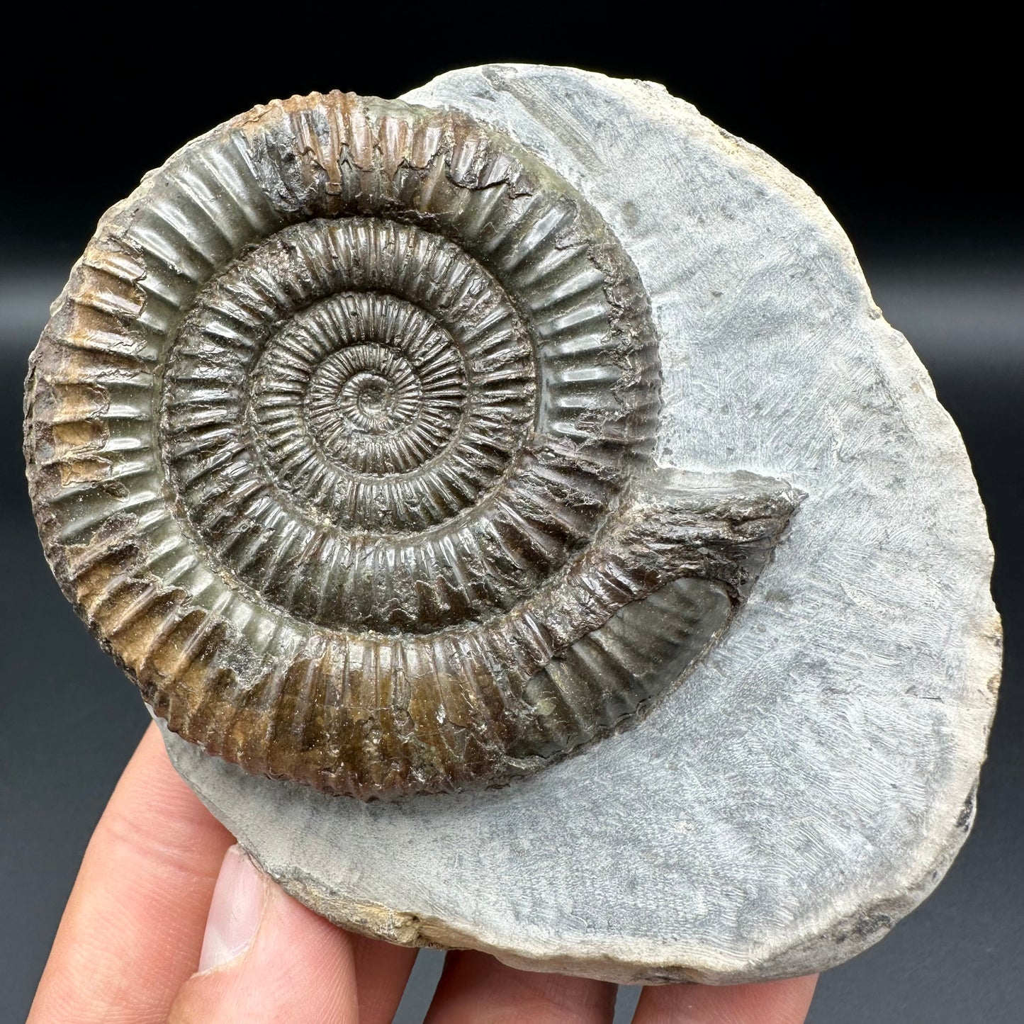 Dactylioceras Ammonite Fossil With Box And Stand - Whitby, North Yorkshire Jurassic Coast Yorkshire Fossils