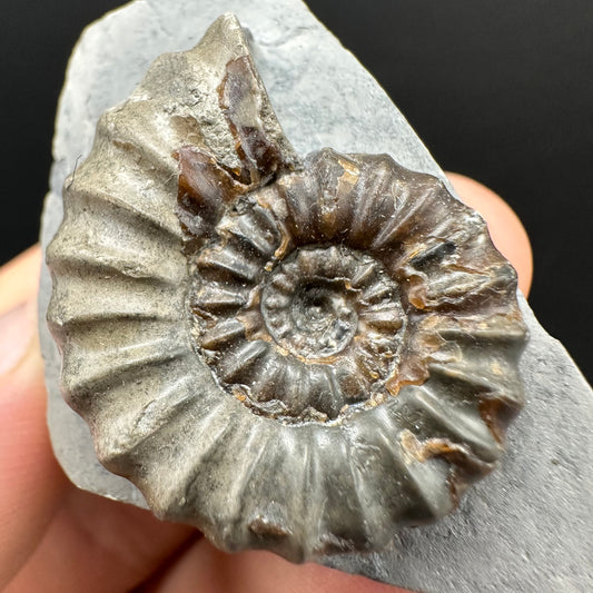 Androgynoceras maculatum ammonite fossil with box and stand - Whitby, North Yorkshire Jurassic Coast Yorkshire Fossils
