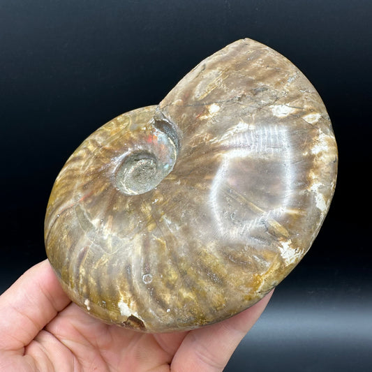 Cleoniceras Ammonite Fossil With Stand - Cretaceous Ammonite Madagascar