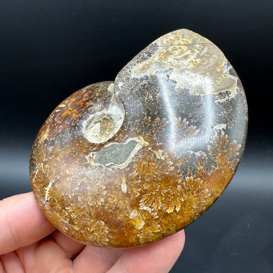 Cleoniceras Ammonite Fossil With Box And Stand - Cretaceous Ammonite Madagascar