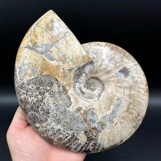 Cleoniceras Ammonite Fossil With Stand - Cretaceous Ammonite Madagascar