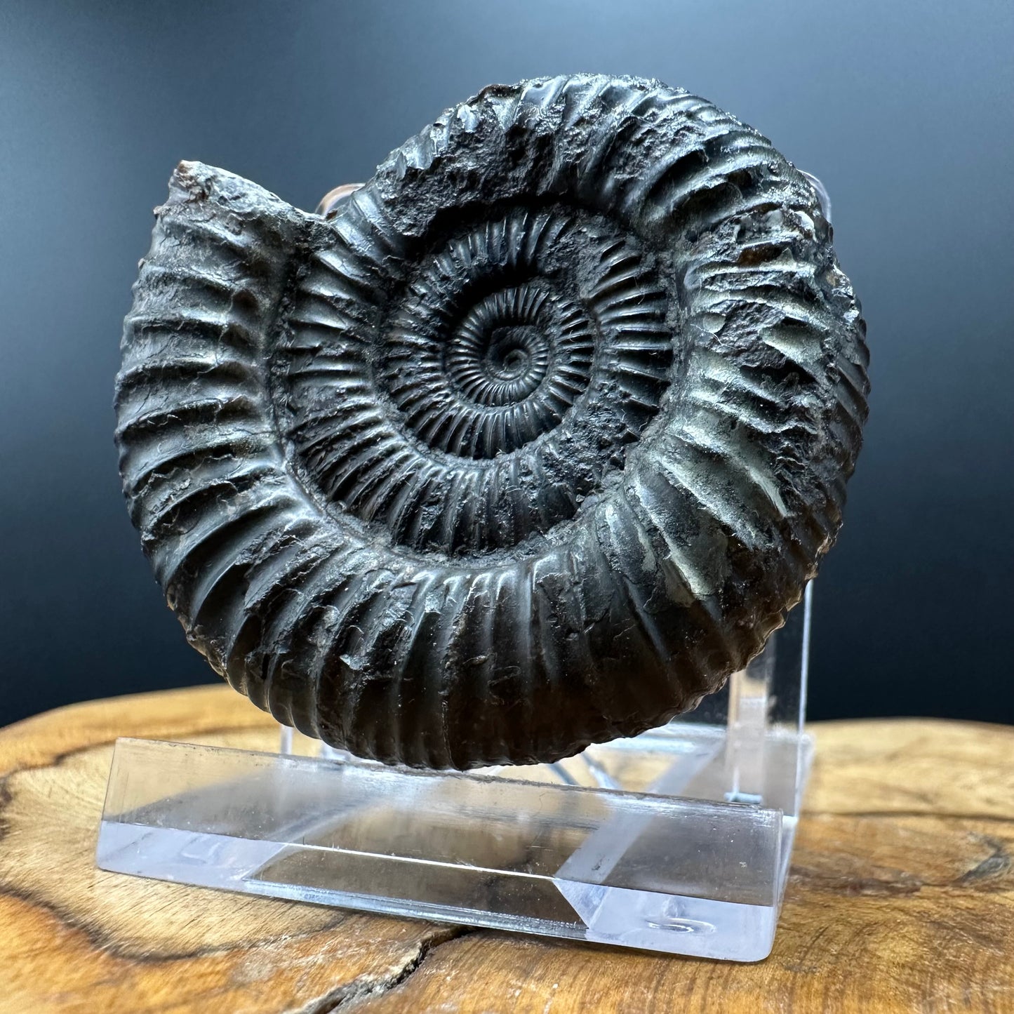 Dactylioceras Ammonite Fossil With box and Stand - Whitby, North Yorkshire Jurassic Coast Yorkshire Fossils