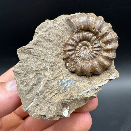 Androgynoceras capricornus Ammonite Fossil With Box And Stand - Whitby, North Yorkshire Jurassic Coast Yorkshire Fossils