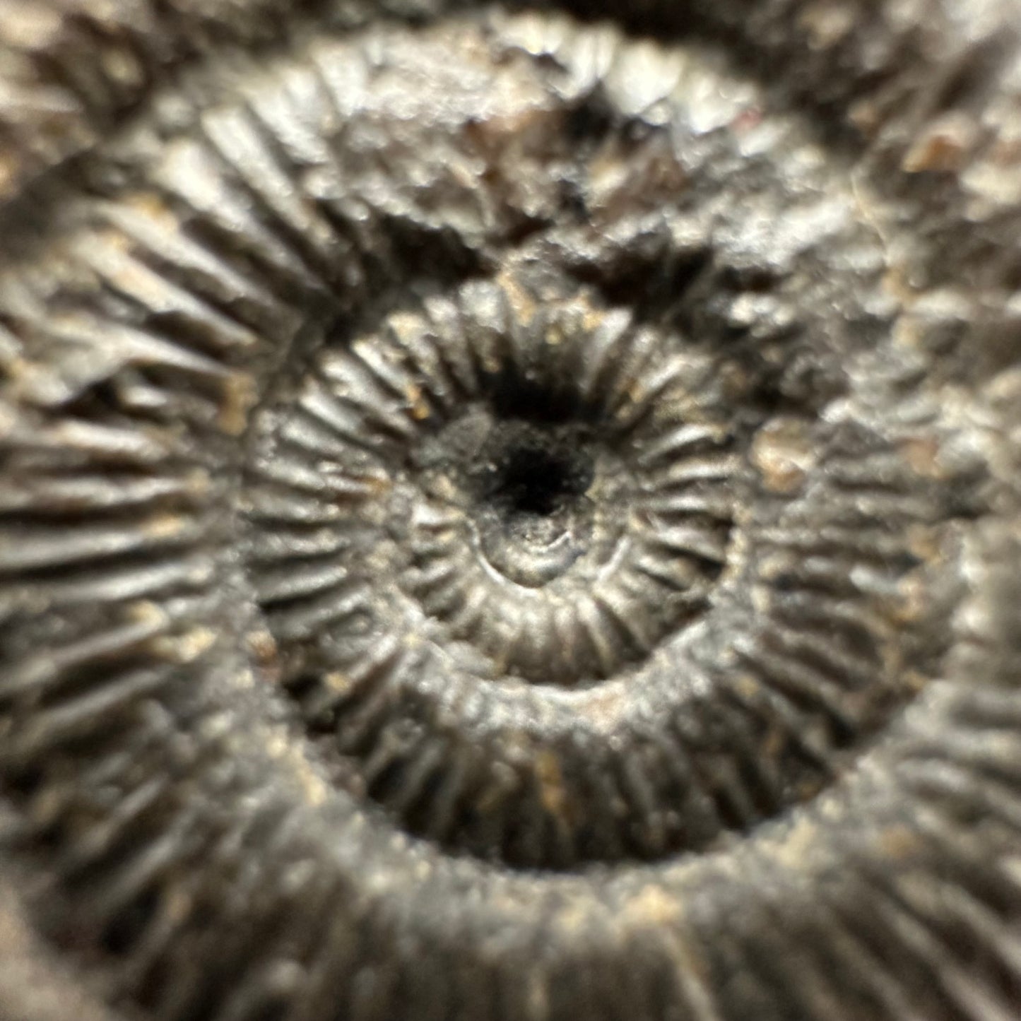 Dactylioceras Ammonite Fossil With Box And Stand - Whitby, North Yorkshire Jurassic Coast Yorkshire Fossils