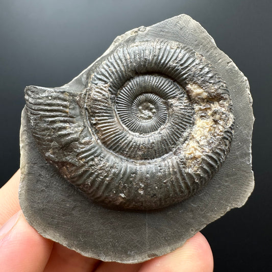 Dactylioceras Ammonite Fossil With box and Stand - Whitby, North Yorkshire Jurassic Coast Yorkshire Fossils