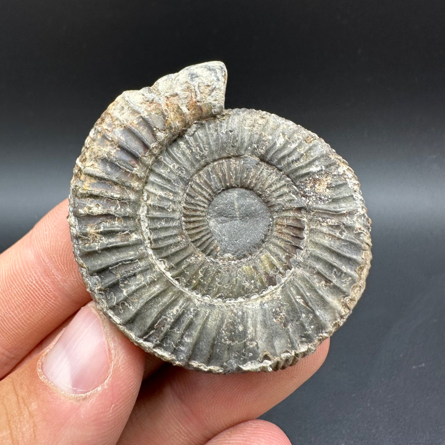 Dactylioceras Ammonite Fossil With Box And Stand - Whitby, North Yorkshire Jurassic Coast Yorkshire Fossils