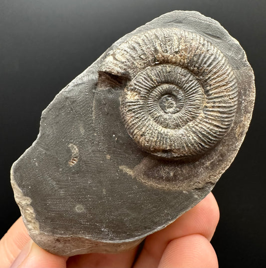 Dactylioceras Ammonite Fossil Gift Set - Whitby, North Yorkshire Jurassic Coast Yorkshire Fossils