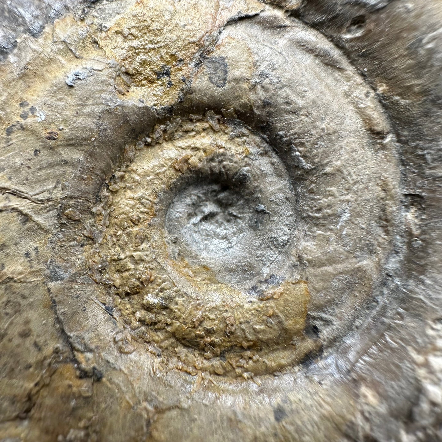 Hildoceras semipolitum Ammonite fossil with box and stand - Whitby, North Yorkshire Jurassic Coast, Yorkshire Fossils from the Jurassic Coast