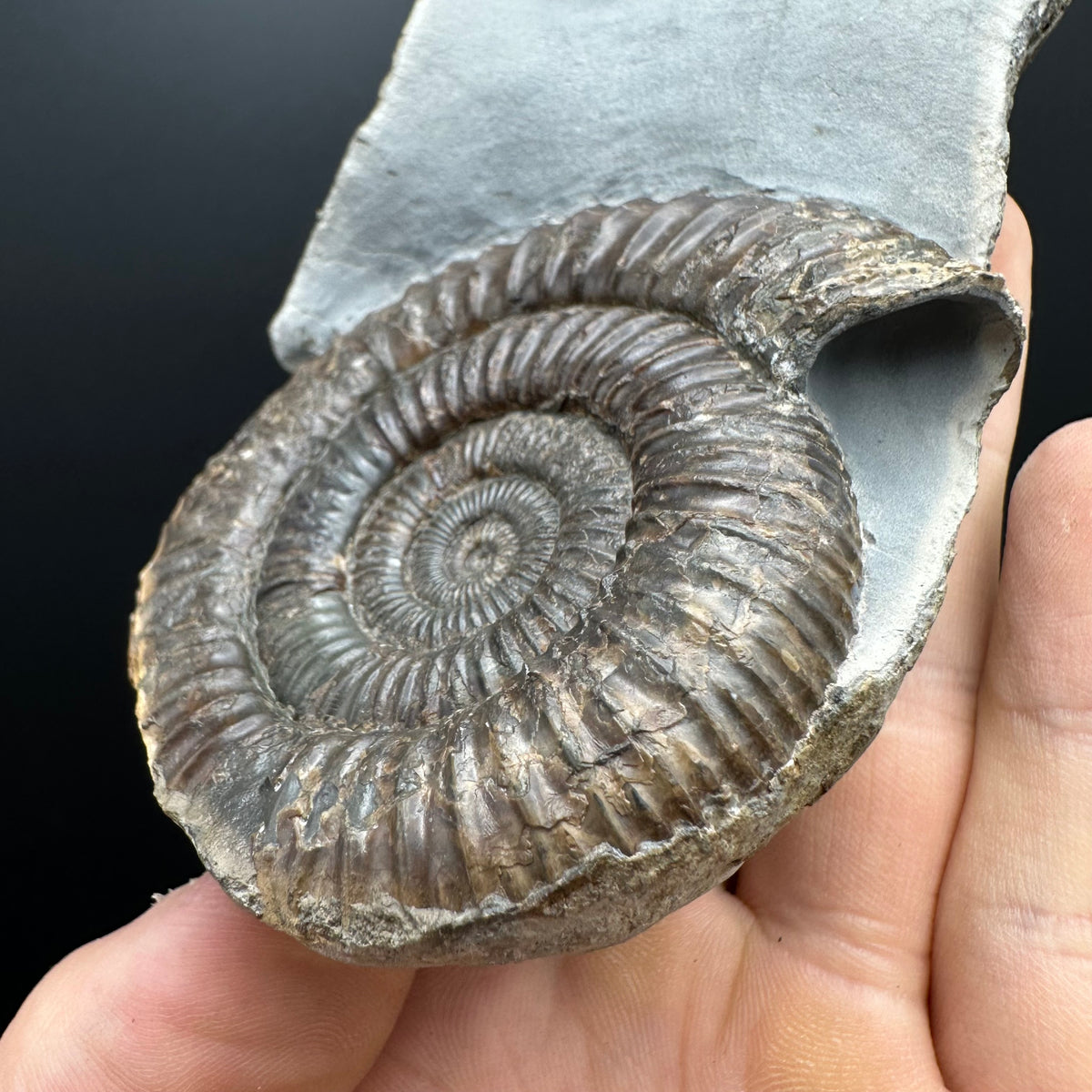 Dactylioceras Ammonite Fossil With Stand - Whitby, North Yorkshire Jurassic Coast Yorkshire Fossils