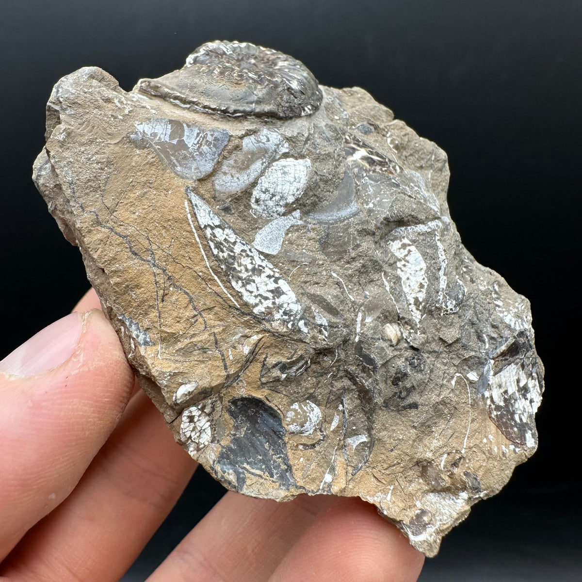 Amaltheus subnodosus Ammonite fossil with stand - Whitby, North Yorkshire Jurassic Coast Yorkshire Fossils