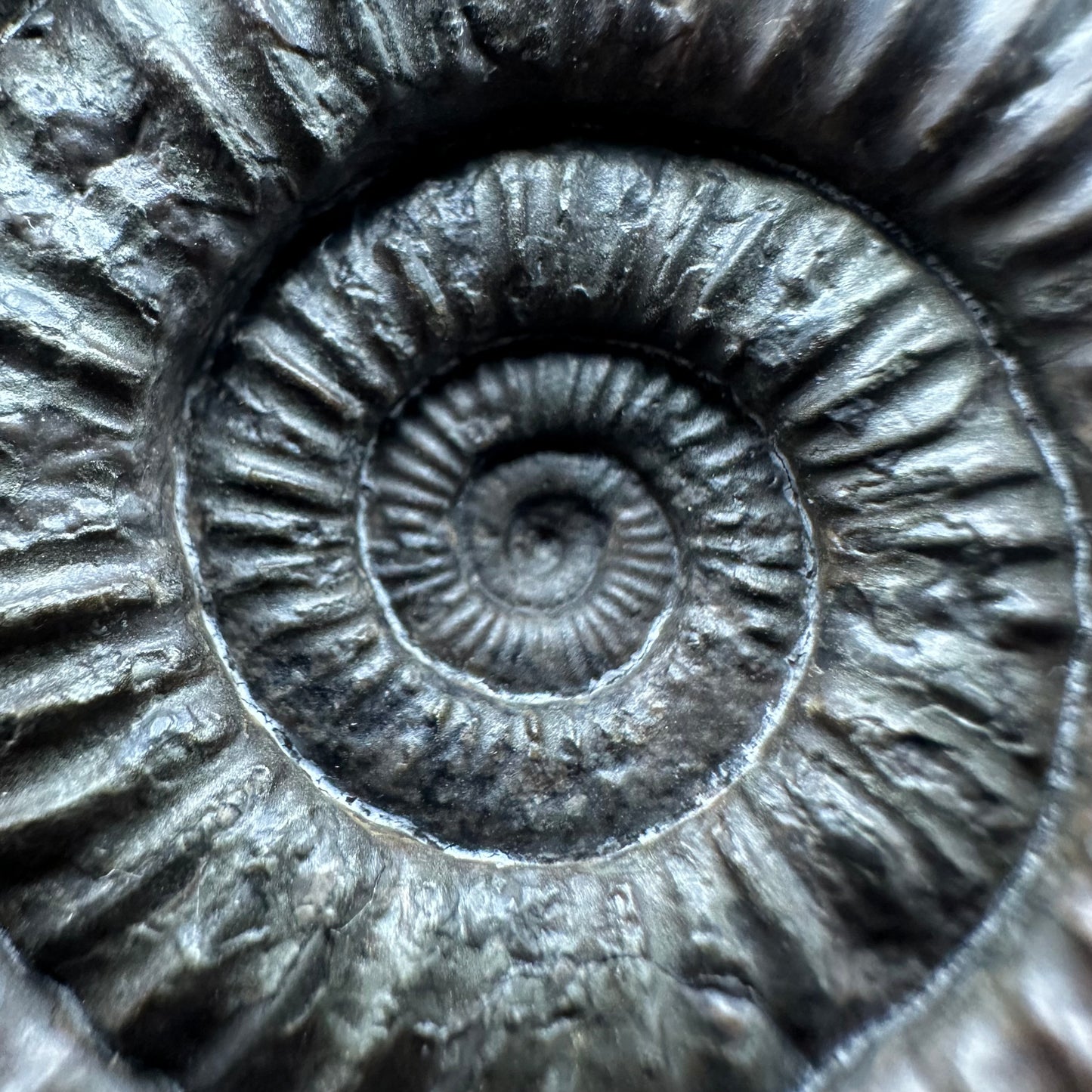Dactylioceras Ammonite Fossil With box and Stand - Whitby, North Yorkshire Jurassic Coast Yorkshire Fossils