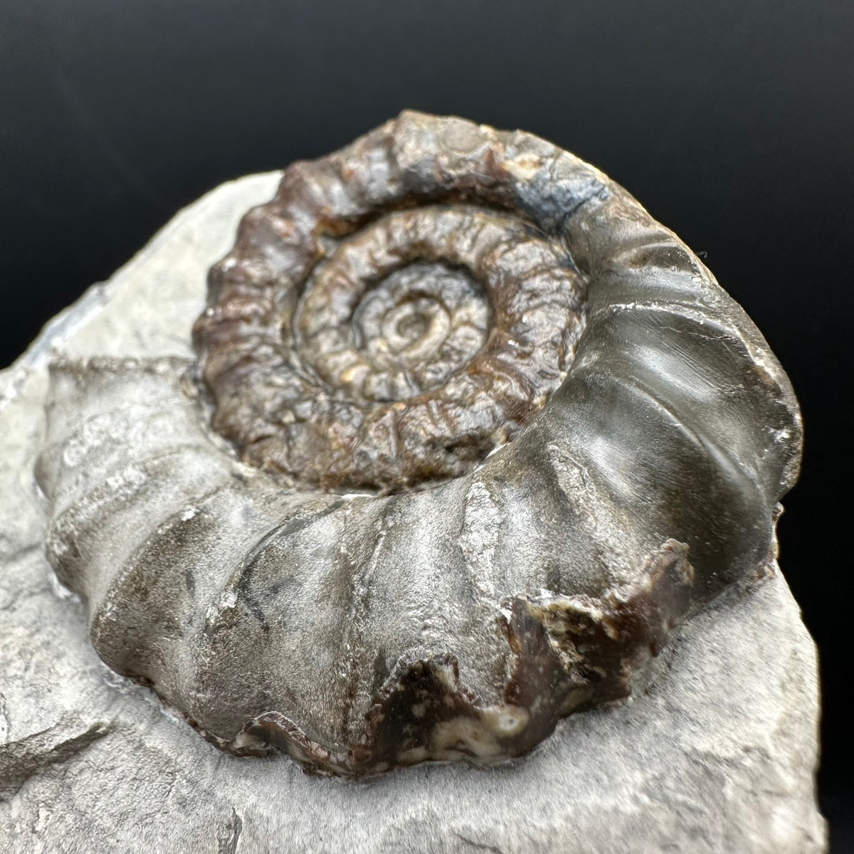Androgynoceras maculatum ammonite fossil with box and stand - Whitby, North Yorkshire Jurassic Coast Yorkshire Fossils
