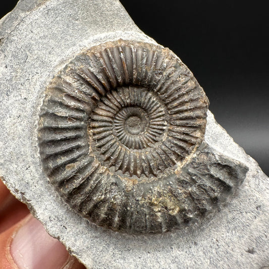 Dactylioceras Ammonite Fossil With Box And Stand - Whitby, North Yorkshire Jurassic Coast Yorkshire Fossils