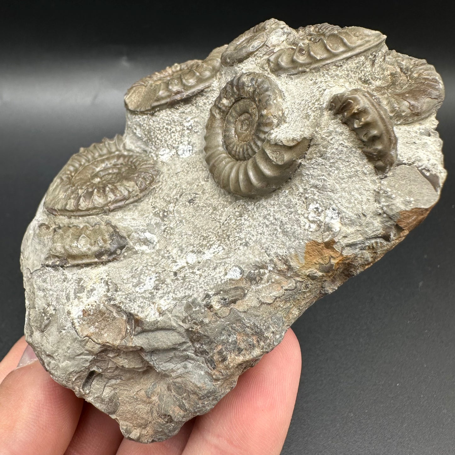 Arnioceras ammonite shell fossil with box and stand - Whitby, North Yorkshire Jurassic Coast Yorkshire Fossils