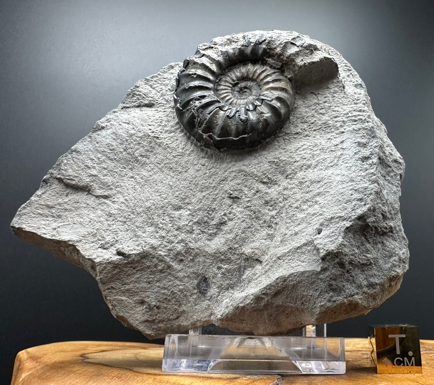 Asteroceras Ammonite fossil with box and stand - Whitby, North Yorkshire Jurassic Coast Yorkshire Fossils