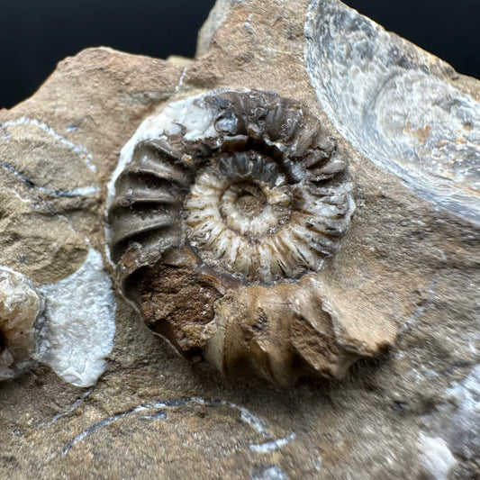 Androgynoceras capricornus Ammonite Fossil With Stand - Whitby, North Yorkshire Jurassic Coast Yorkshire Fossils