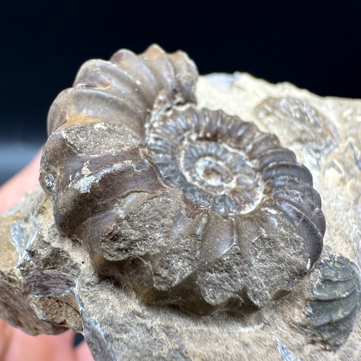 Androgynoceras capricornus Ammonite fossil with box and stand - Whitby, North Yorkshire Jurassic Coast Yorkshire Fossils