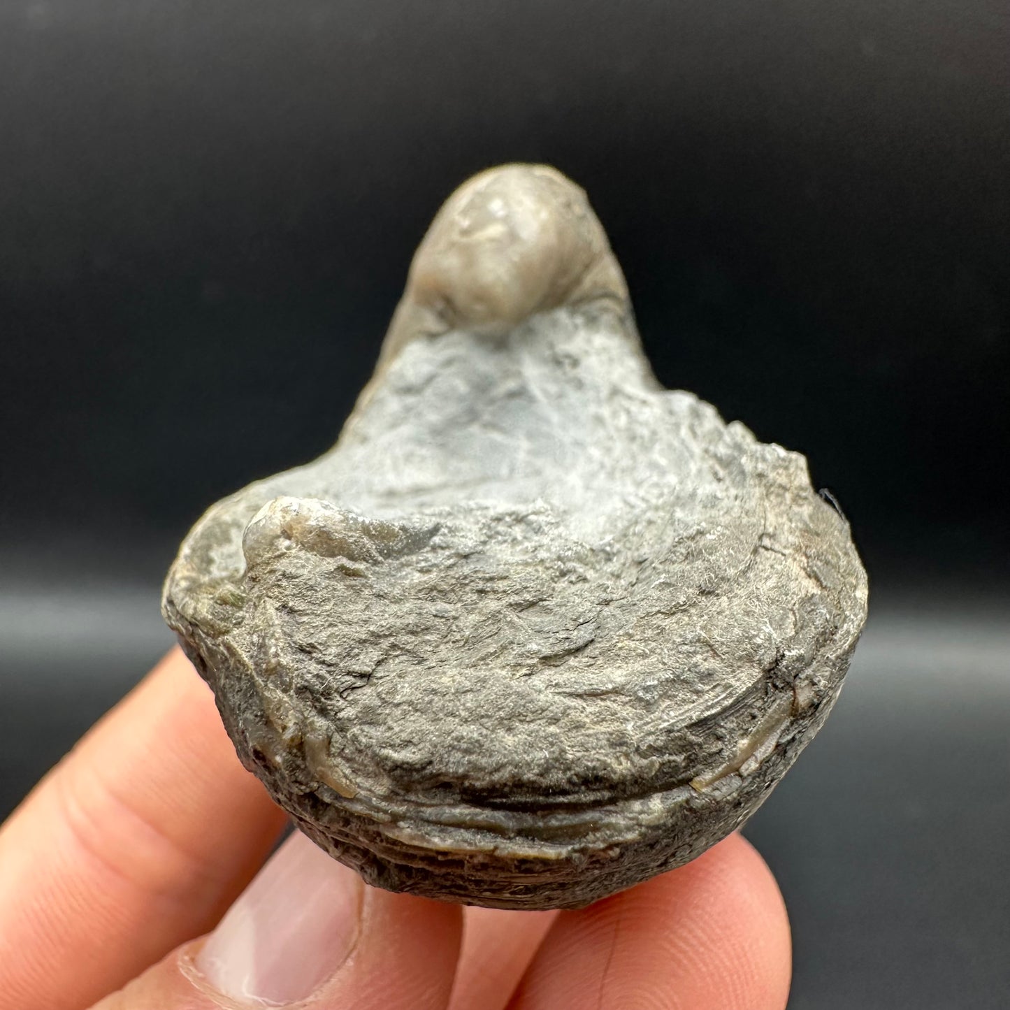 Gryphaea shell fossil with box and stand - Whitby, North Yorkshire, Jurassic Coast, Yorkshire Fossils found on the Jurassic Coast