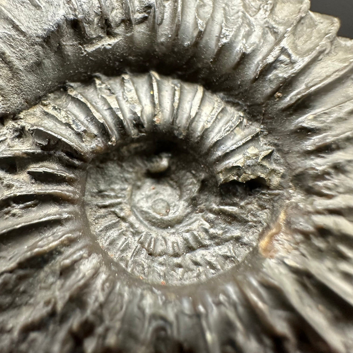 Schlothemia sp. ammonite fossil with box and stand - Whitby, North Yorkshire Jurassic Coast, Yorkshire fossils