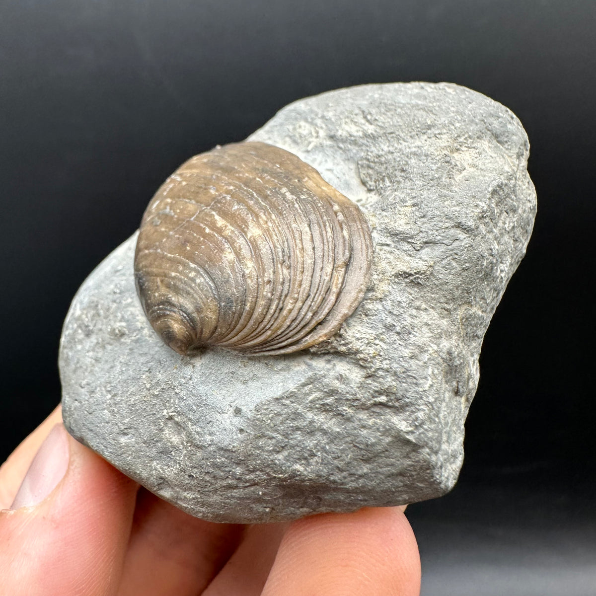 Cardinia Shell fossil - Whitby, North Yorkshire