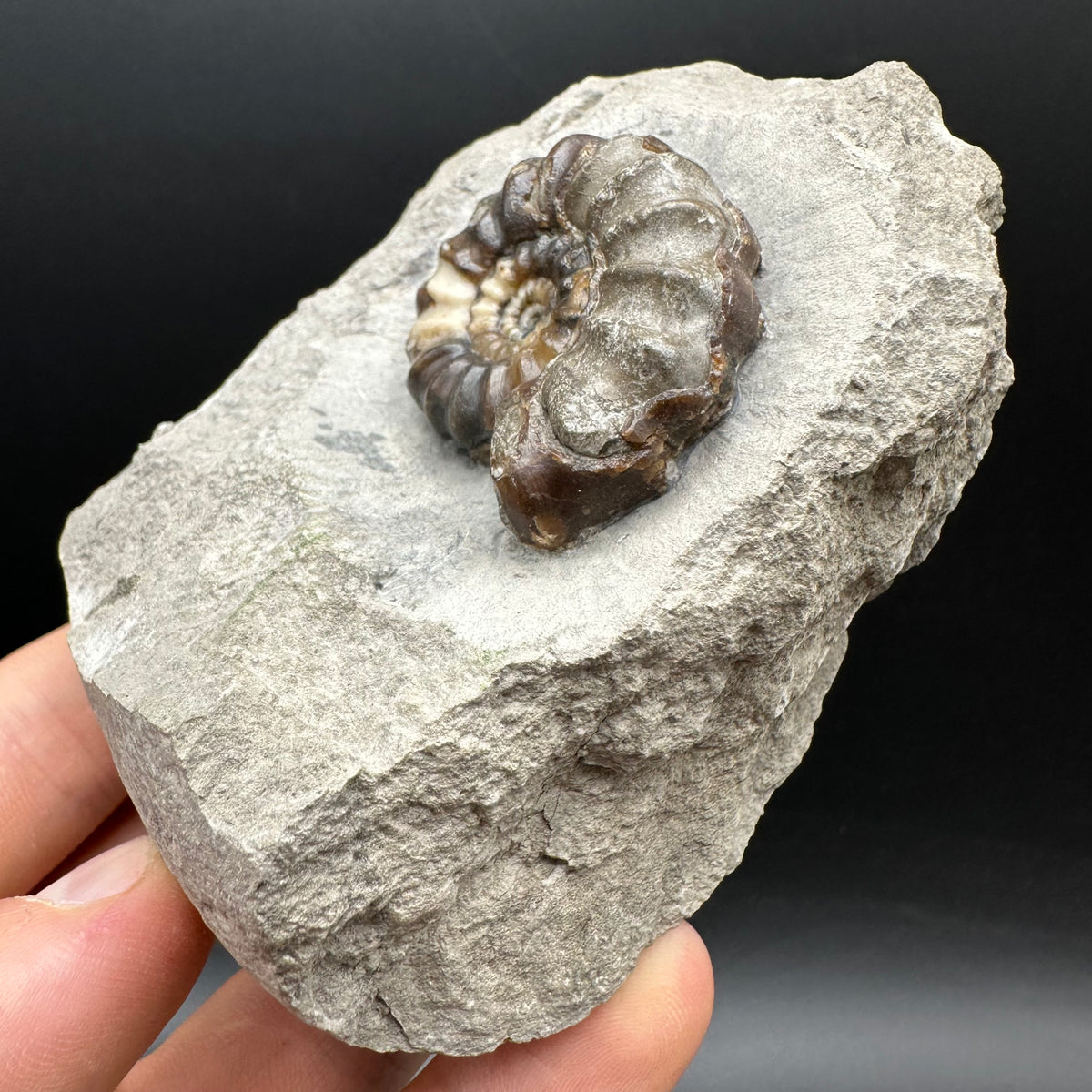 Androgynoceras maculatum ammonite fossil with box and stand - Whitby, North Yorkshire Jurassic Coast Yorkshire Fossils