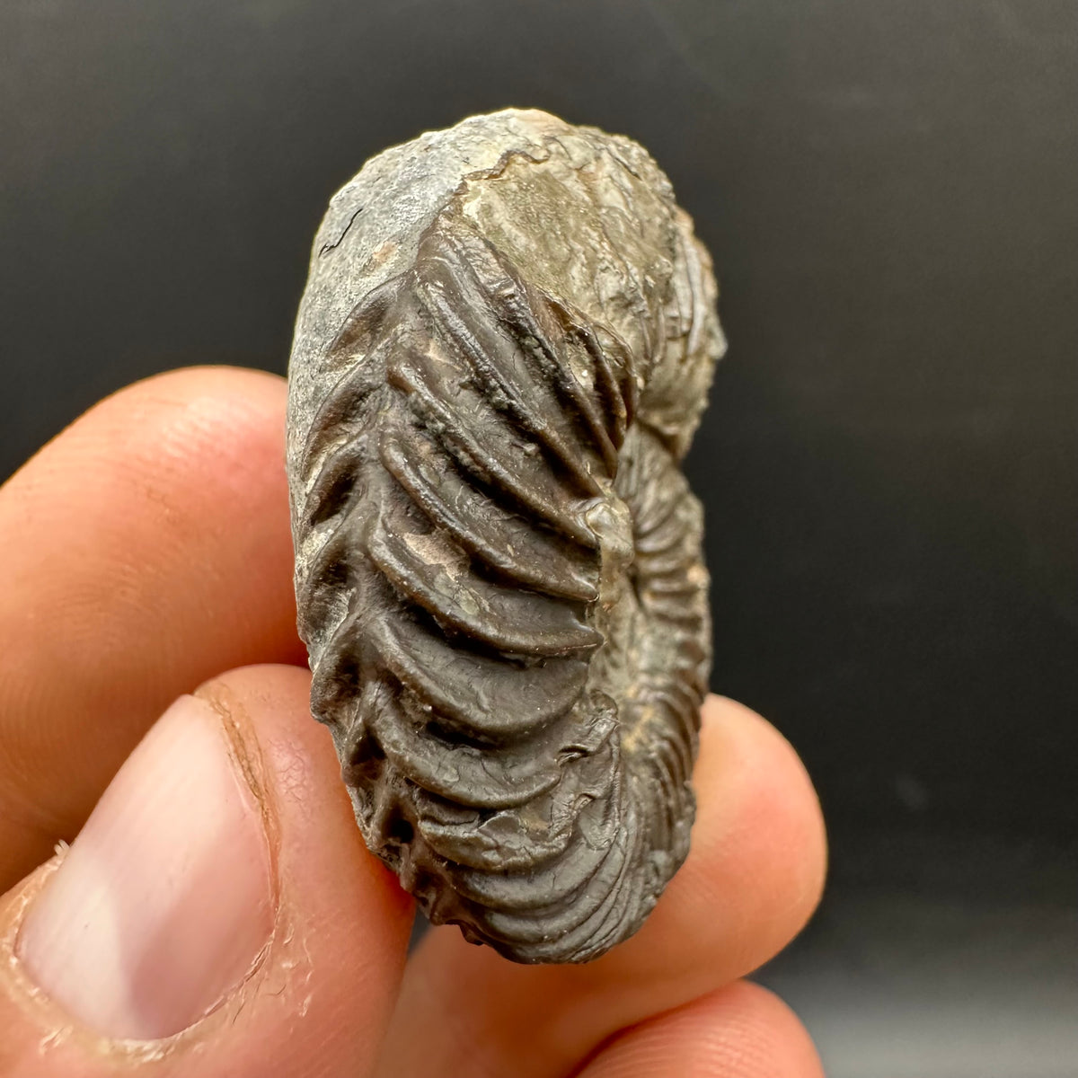 Schlothemia sp. ammonite fossil with box and stand - Whitby, North Yorkshire Jurassic Coast, Yorkshire fossils