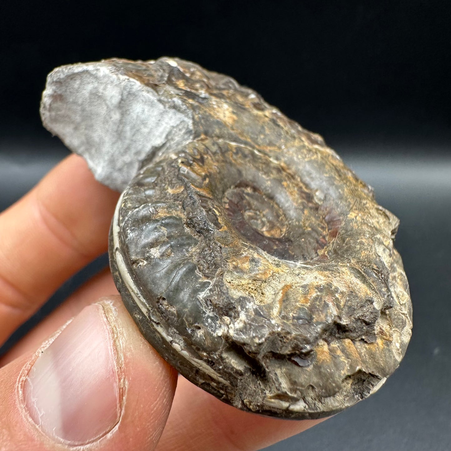 Hildoceras lusitanicum Ammonite fossil with box and stand - Whitby, North Yorkshire, Jurassic Coast, Yorkshire Fossils from the Jurassic Coast