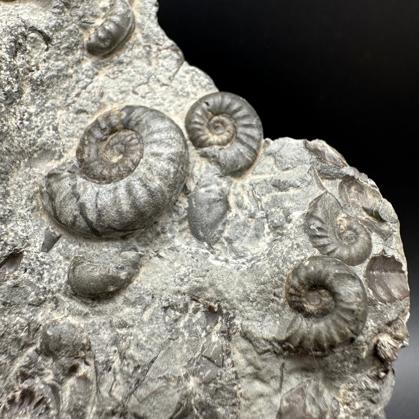 Eugassiceras Ammonite shell fossil with stand - Whitby, North Yorkshire Jurassic Coast Yorkshire Fossils