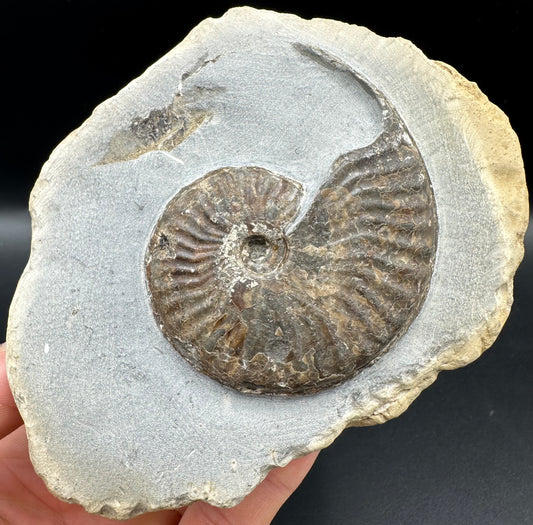 Pseudolioceras lythense Ammonite fossil with box and stand - Whitby, North Yorkshire, Yorkshire Fossils on the Jurassic Coast