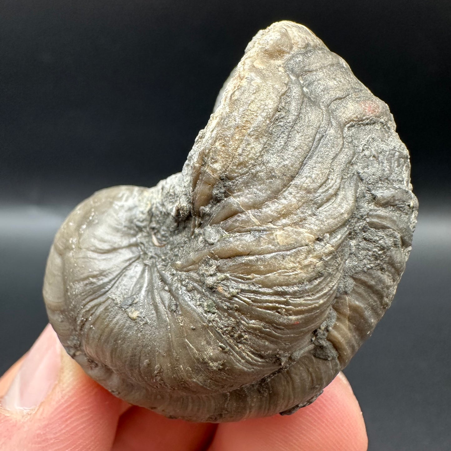 Gryphaea shell fossil with box and stand - Whitby, North Yorkshire, Jurassic Coast, Yorkshire Fossils found on the Jurassic Coast