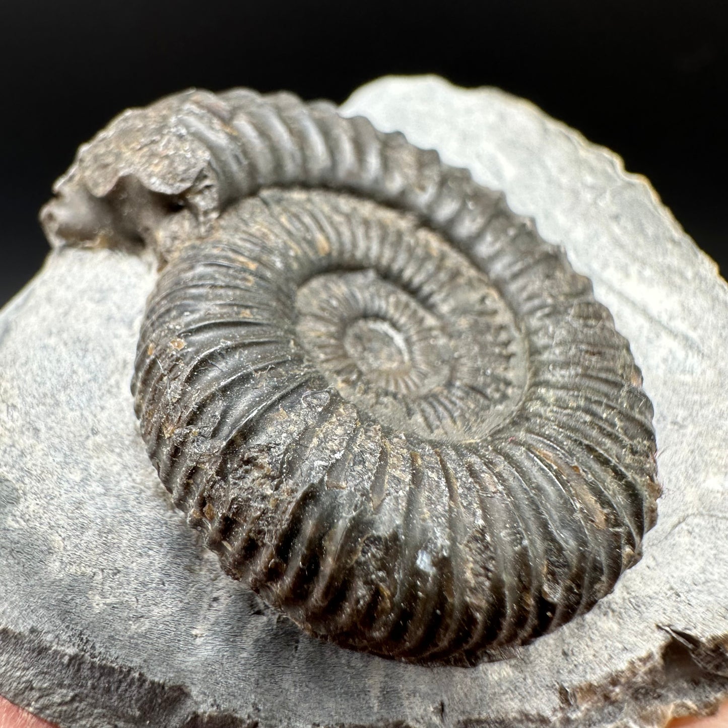 Dactylioceras Ammonite Fossil With Box And Stand - Whitby, North Yorkshire Jurassic Coast Yorkshire Fossils