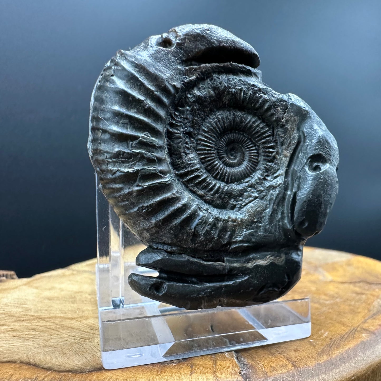 Hydra Snakestone Ammonite Fossil With Bag/Box And Stand - Whitby, North Yorkshire Jurassic Coast Yorkshire Fossils