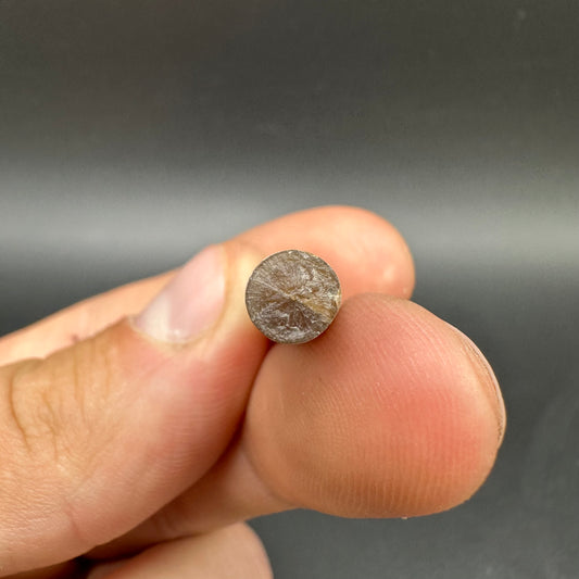 Hibolite (Fossil Squid) shell fossil - Whitby, North Yorkshire Jurassic Coast Yorkshire Fossils