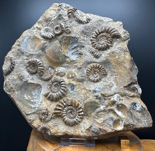 Androgynoceras capricornus Ammonite Fossil With Stand - Whitby, North Yorkshire Jurassic Coast Yorkshire Fossils