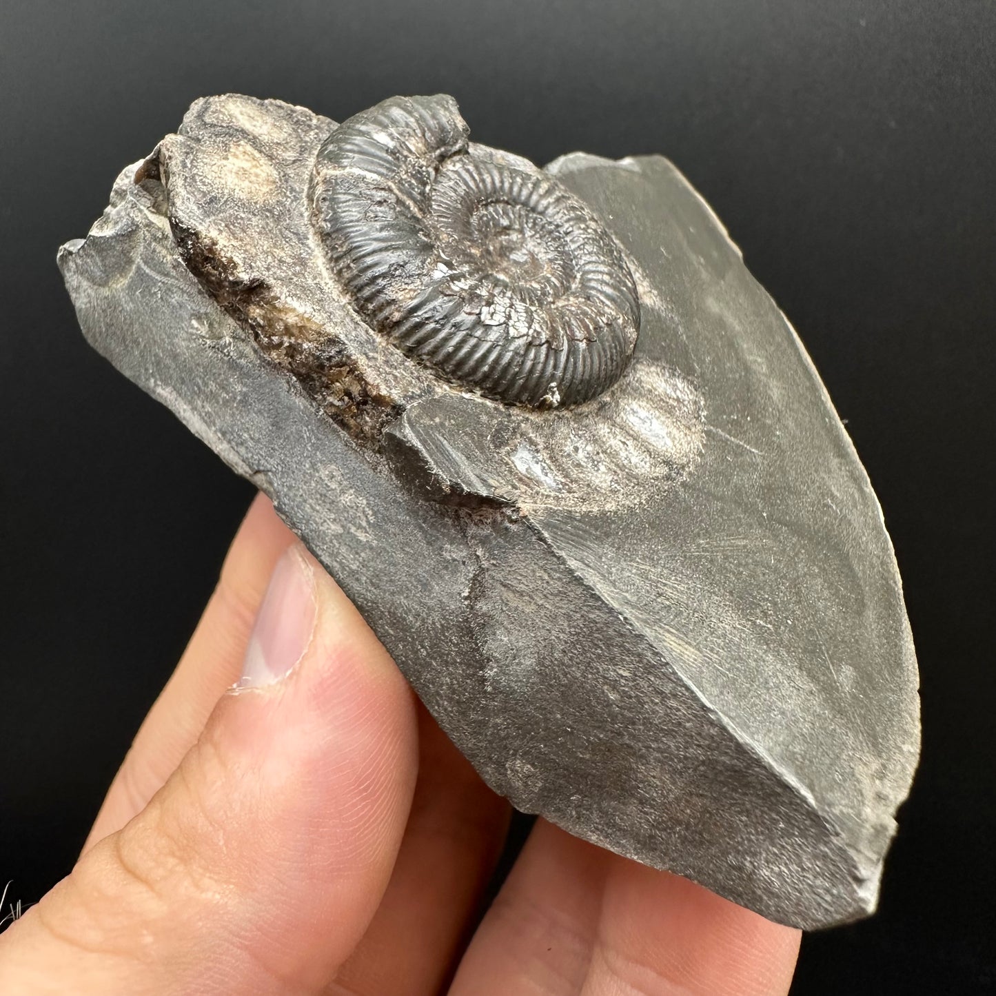 Dactylioceras Ammonite Fossil Gift Set - Whitby, North Yorkshire Jurassic Coast Yorkshire Fossils l
