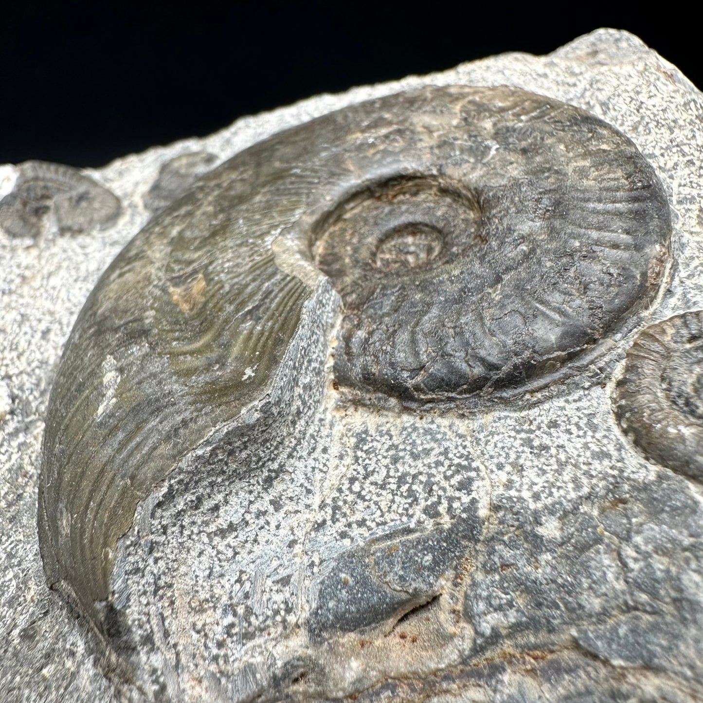 Harpoceras Sp. Ammonite fossil - Whitby, North Yorkshire Jurassic Coast Yorkshire Fossils