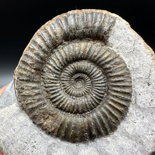 Dactylioceras Ammonite Fossil With Box And Stand - Whitby, North Yorkshire Jurassic Coast Yorkshire Fossils